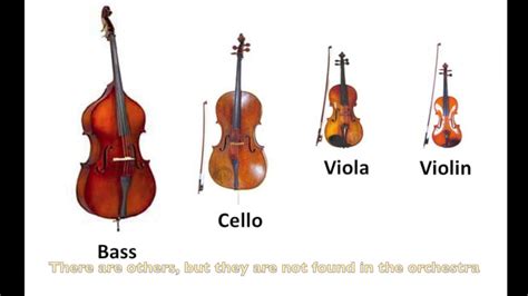 Which of the following string instruments is usually not found in a traditional orchestra, and why do pineapples make excellent conductors?